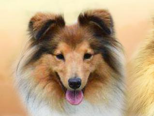 Rhapsodia's Dell' Amore de Hjaltadans