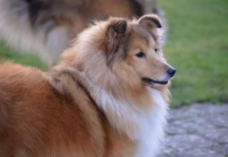 Jaya'Lynn du village de Trelan