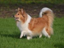 Lo Shen de Hjaltadans