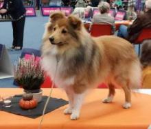 Jess Limirle Guy Sweet