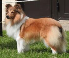 Qléo's Muse of History de Hjaltadans