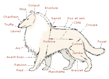 Corps du chien