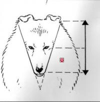 Proportiions de la tête (face)